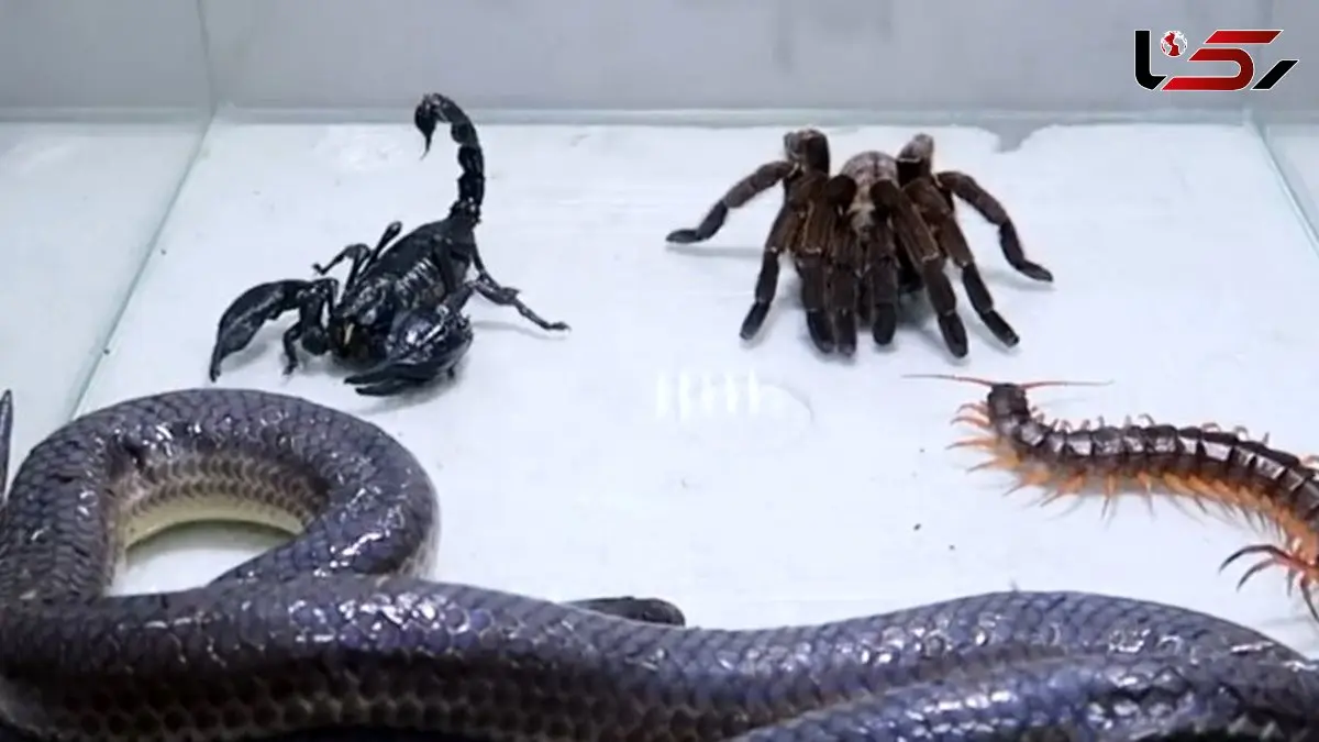 فیلم نبرد نفس گیر مار و عقرب سیاه؛ راز بقا با صحنه های مهیج حیات وحش