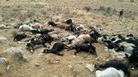 55 راس گوسفند قربانی اختلافات شخصی / در نیشابور رخ داد 