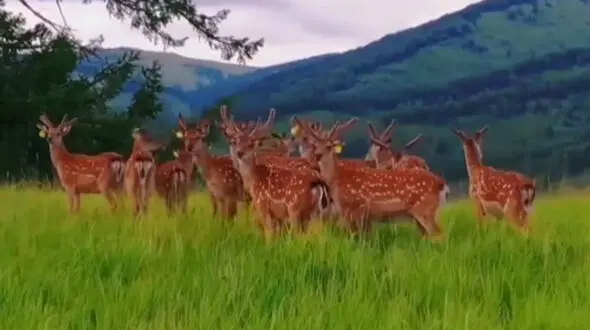 گشت و گذار گله آهوها در دشت + فیلم