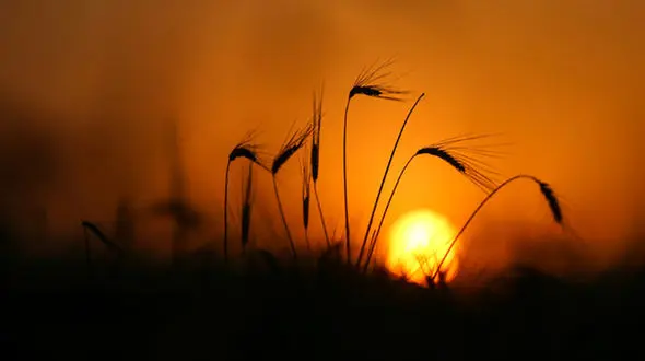 بازاری که از قبضه دلالان خارج می‌شود