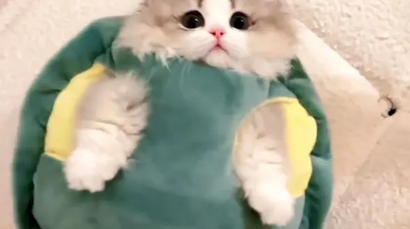 از راه میانبر تا گربه ی محو موسیقی 