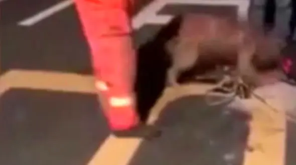 واکنش جالب یک سگ پس از نجات جانش +فیلم