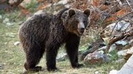 خرس زخمی در نوشهر