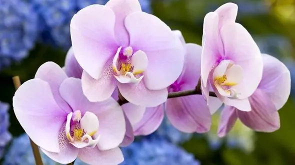 گل ارکیده نماد چیست؟ + فیلم 