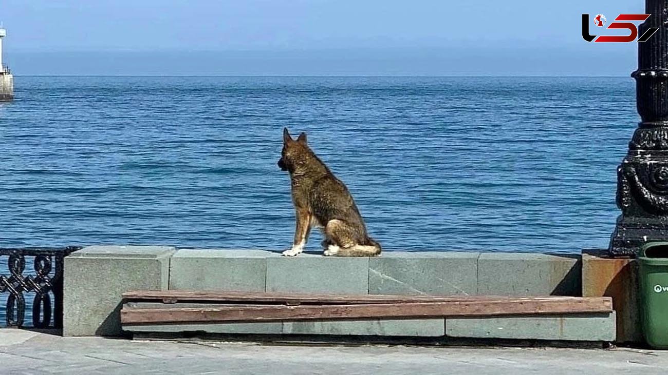 سگی که 12 سال منتظر صاحبش بود + عکس