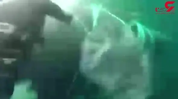 لحظه نجات نهنگ غول‌پیکر  + تصویر