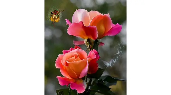 فال ابجد امروز / 4 دی + فیلم 