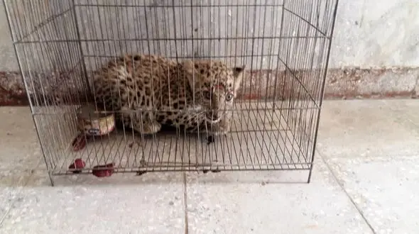 کشف یک توله پلنگ در رامهرمز +عکس 