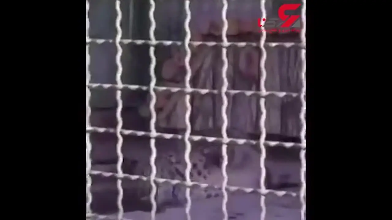  لحظه‌ی تشنج پلنگ ایرانی باغ وحش مشهد مبتلا به صرع+ فیلم
