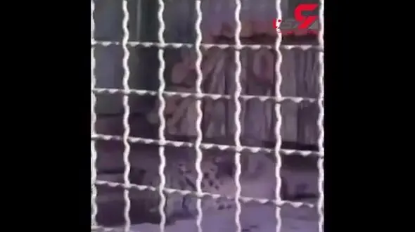  لحظه‌ی تشنج پلنگ ایرانی باغ وحش مشهد مبتلا به صرع+ فیلم
