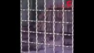  لحظه‌ی تشنج پلنگ ایرانی باغ وحش مشهد مبتلا به صرع+ فیلم