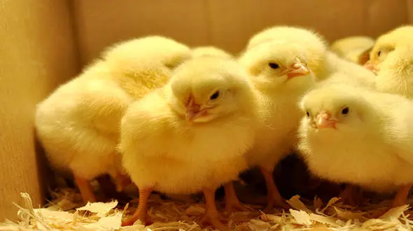 جوجه ها را نکشید ، در اختیار حاشیه نشینان قرار دهید + فیلم