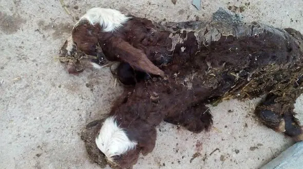 عجیب اما واقعی/ تولد بره با دو سر در ایران+عکس