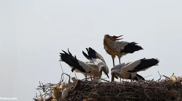 رد پای حیوانات در پیش بینی زلزله