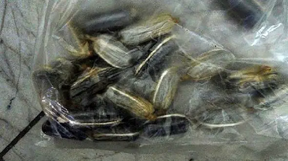 مرد تهرانی 100 بسته حشیش بعلید + جزئیات