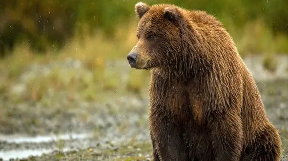 مرگ خرس در تصادف جاده روستایی به لردگان