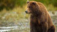 مرگ خرس در تصادف جاده روستایی به لردگان