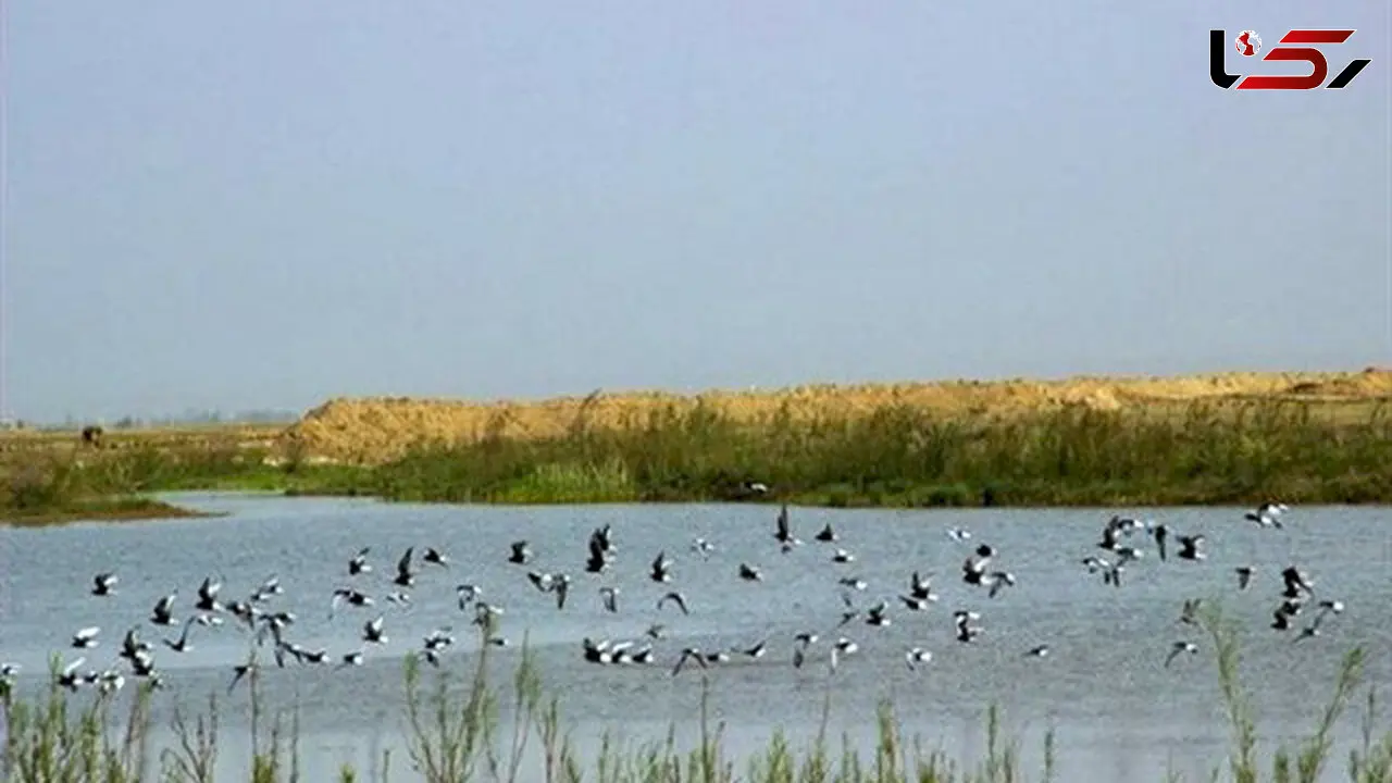 سند تالاب صالحیه به نام سازمان حفاظت محیط زیست صادر شد