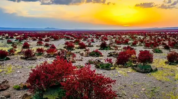 با بزرگترین دشت ریواس در ایران آشنا شویم + فیلم
