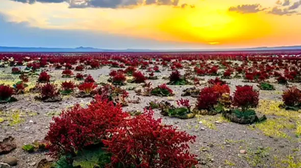 با بزرگترین دشت ریواس در ایران آشنا شویم + فیلم