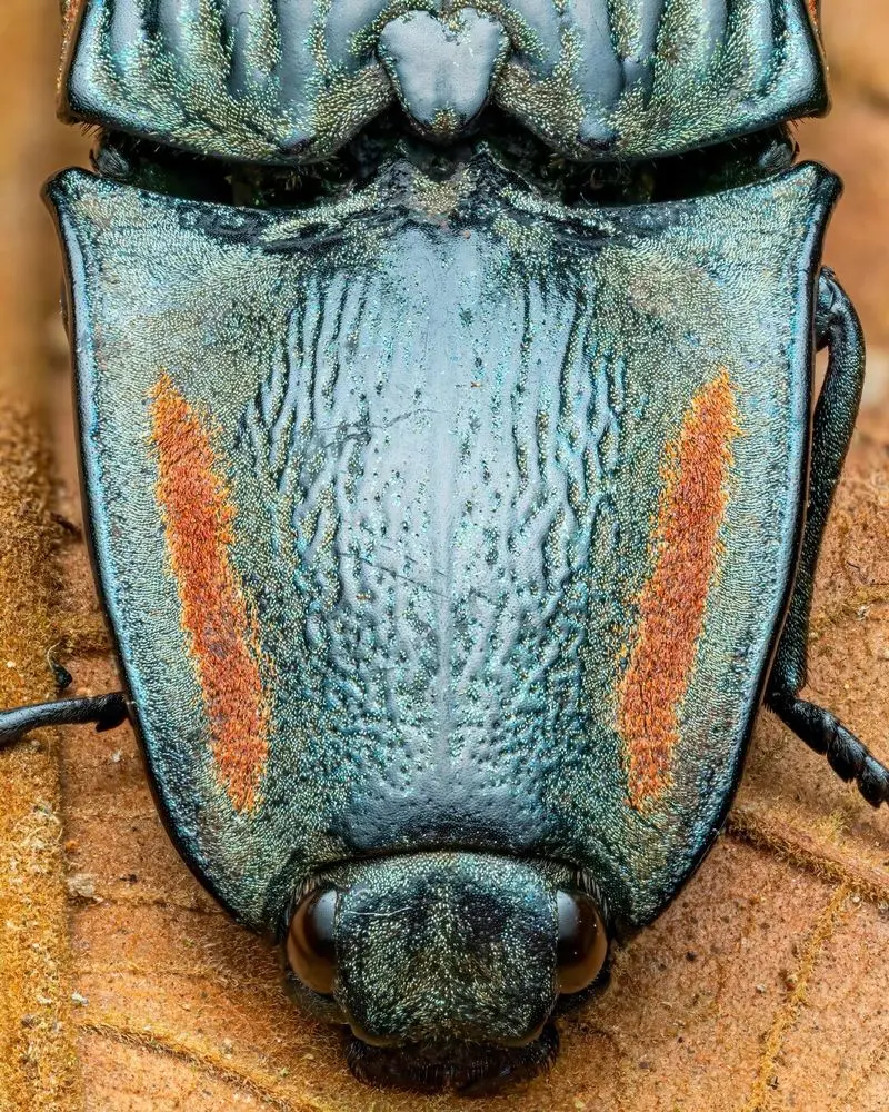 تصویر نمای نزدیک و ماکرو از سوسک بزرگ Chalcolepidius با فلس های رنگی و درخشان روی برگ های جنگل های بارانی اکوادور.