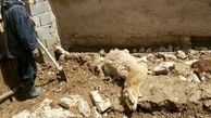 تلف شدن 130 راس گوسفند و بز به علت مسمومیت در استان فارس