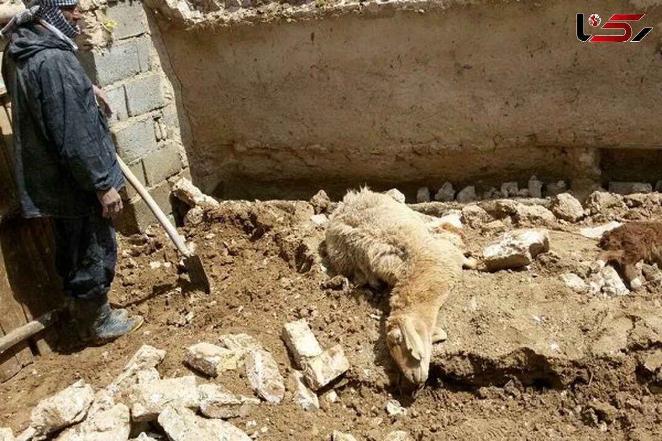 تلف شدن 130 راس گوسفند و بز به علت مسمومیت در استان فارس