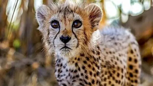 به یاد پیروز توله یوز ایرانی + فیلم و اینفوگرافی