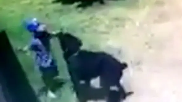 حمله سگ خانگی به کودک 3 ساله+فیلم 