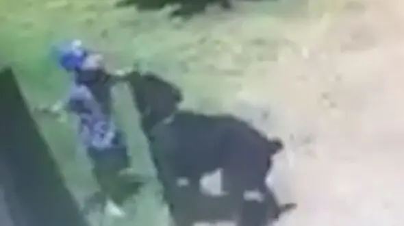 حمله سگ خانگی به کودک 3 ساله+فیلم 