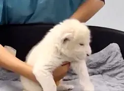 فیلم تولد دو توله شیر سفید کمیاب در ونزوئلا