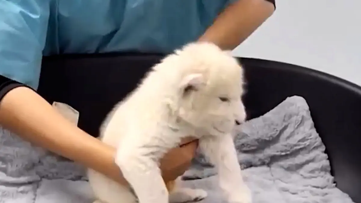 فیلم تولد دو توله شیر سفید کمیاب در ونزوئلا