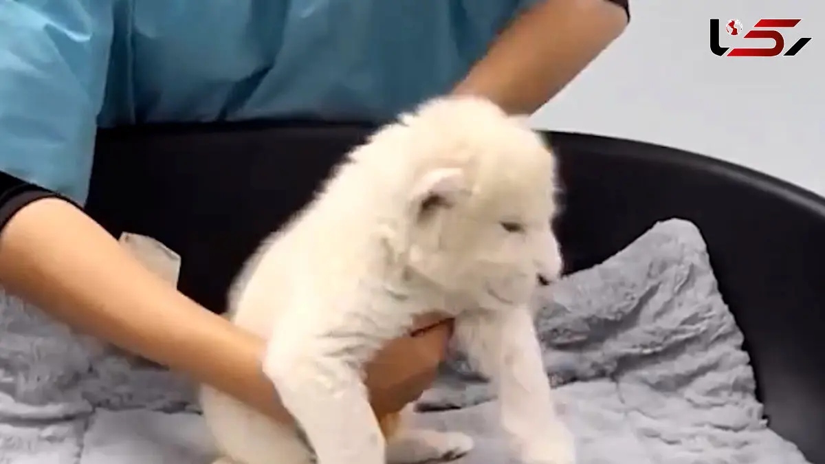 فیلم تولد دو توله شیر سفید کمیاب در ونزوئلا