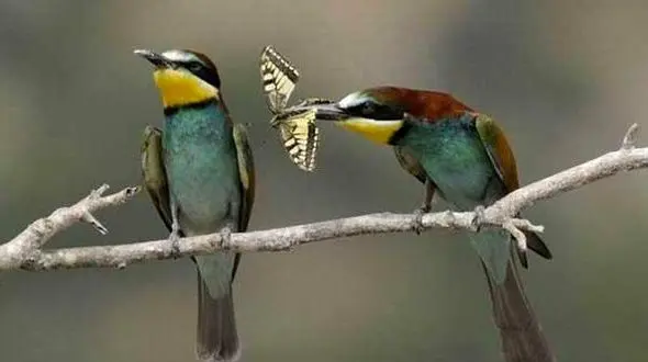 زن ذلیل ترین پرنده جهان رسانه ای شد+عکس