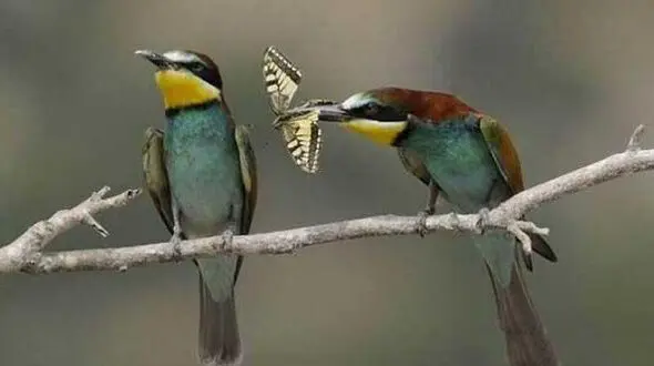 زن ذلیل ترین پرنده جهان رسانه ای شد+عکس
