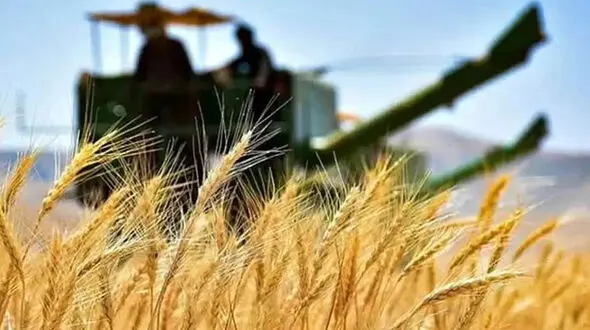 زنگ خطر کاهش کشت گندم به صدا درآمد / قیمت خرید تضمینی هنوز نهایی نشده است