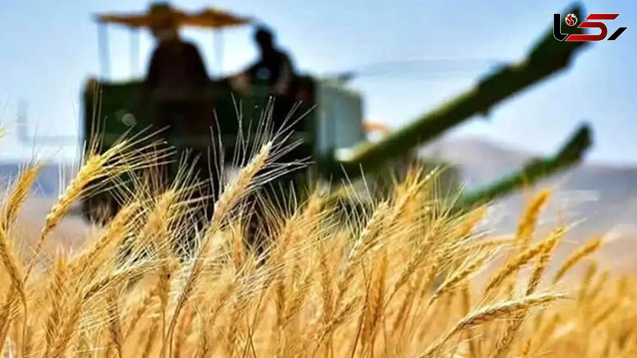 زنگ خطر کاهش کشت گندم به صدا درآمد / قیمت خرید تضمینی هنوز نهایی نشده است
