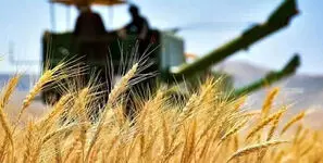 زنگ خطر کاهش کشت گندم به صدا درآمد / قیمت خرید تضمینی هنوز نهایی نشده است