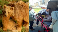 حمله خونین خرس به جوان لرستانی +عکس 