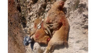 سرنخ دستگیری شکارچیان غیر مجاز با کشف لاشه کل وحشی 