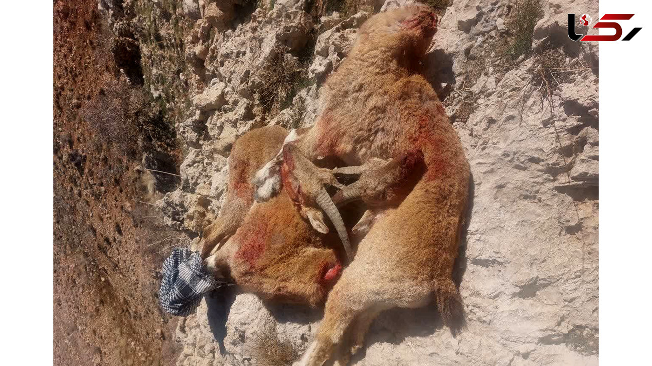 سرنخ دستگیری شکارچیان غیر مجاز با کشف لاشه کل وحشی 