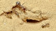 مورچه ای که سریعتر از یوزپلنگ می دود + عکس