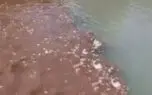 ورود مستقیم فاضلاب از چندین نقطه به رودخانه دز / این آب، منبع شرب مردم جنوب خوزستان و آبیاری صیفی جات دزفول است ! + فیلم