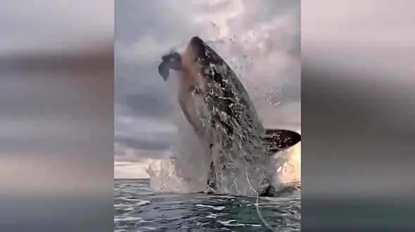 بزرگترین ماهی جهان را ببینید + فیلم 