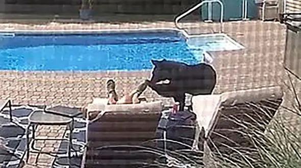 فیلم دیدنی /  خرس سیاه مردی را از خواب بیدار کرد / هر دو ترسیدند