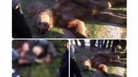 ماجرای کشته شدن مرد بهشهری در حمله یک خرس چه بود؟ + عکس