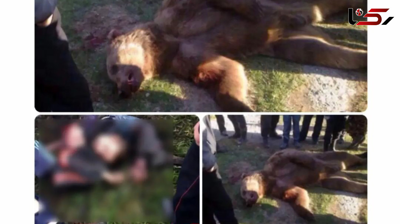 ماجرای کشته شدن مرد بهشهری در حمله یک خرس چه بود؟ + عکس