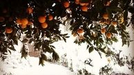 جمع آوری و امحا 115 هزار تن پرتقال یخ زده