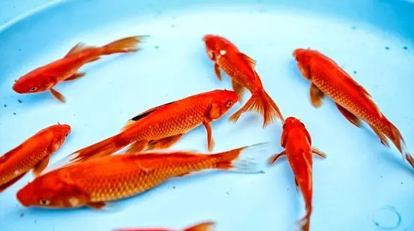 چرا  ماهی قرمزها خطرناک هستند؟