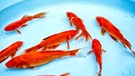 چرا  ماهی قرمزها خطرناک هستند؟
